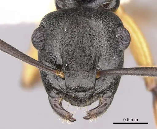 Polyrhachis flavibasis specimen CASENT0281344 image casent0281344_2