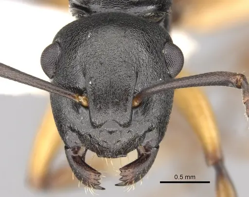 Polyrhachis flavibasis specimen CASENT0281344 image casent0281344_3