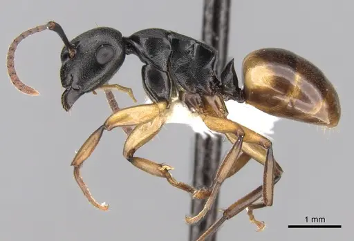 Polyrhachis flavibasis specimen CASENT0281344 image casent0281344_4
