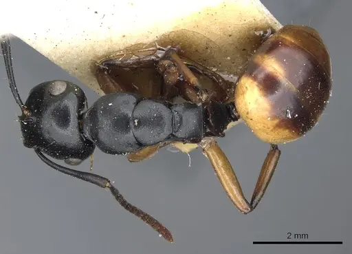 Polyrhachis flavibasis specimen CASENT0903300 image casent0903300_1