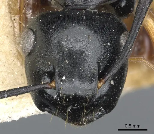 Polyrhachis flavibasis specimen CASENT0903300 image casent0903300_2