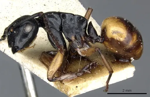 Polyrhachis flavibasis specimen CASENT0903300 image casent0903300_3