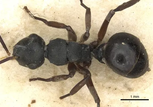 Polyrhachis flavicornis specimen CASENT0901857 image casent0901857_1