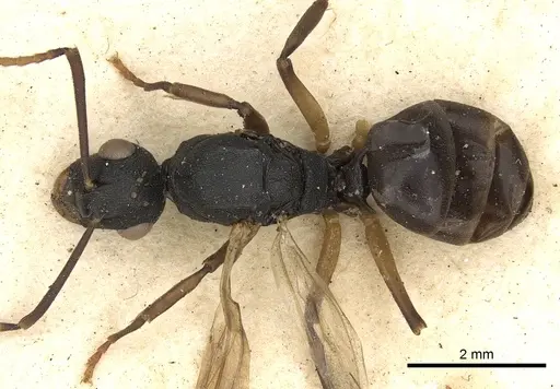 Polyrhachis flavicornis specimen CASENT0901877 image casent0901877_1