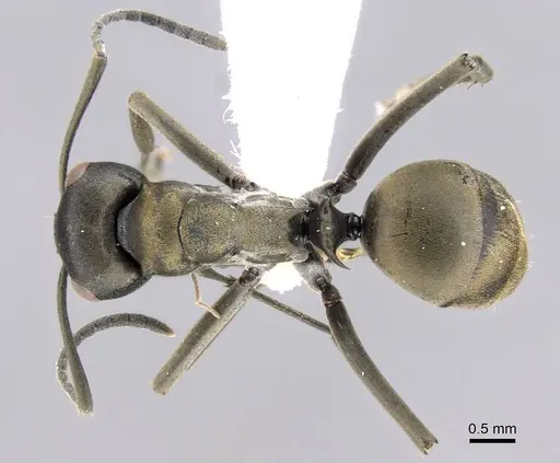 Polyrhachis flavoflagellata specimen CASENT0906782 image casent0906782_1