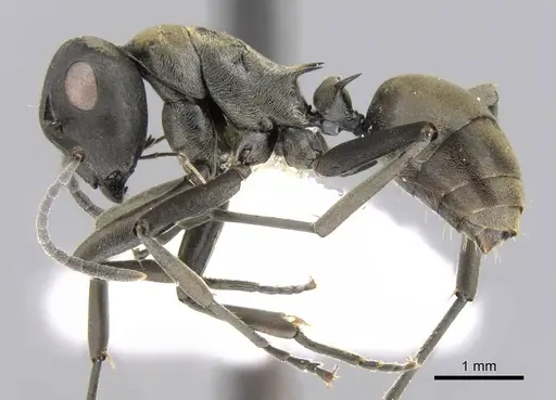 Polyrhachis flavoflagellata specimen CASENT0906782 image casent0906782_3