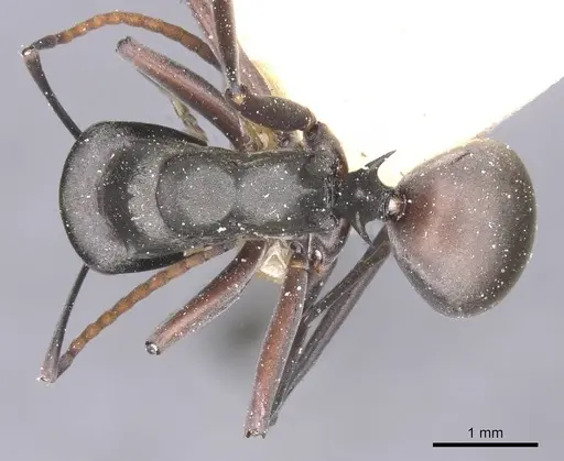 Polyrhachis flavoflagellata specimen CASENT0912151 image casent0912151_1