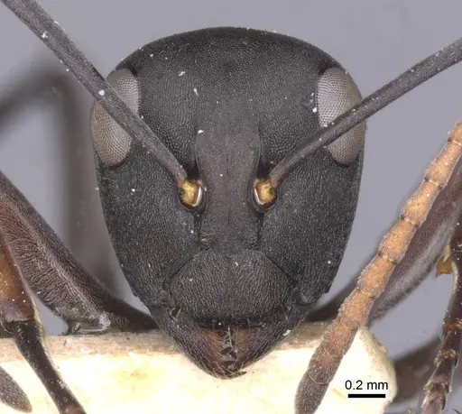 Polyrhachis flavoflagellata specimen CASENT0912151 image casent0912151_2
