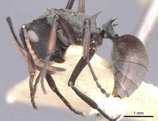 Polyrhachis flavoflagellata specimen CASENT0912151 image casent0912151_3