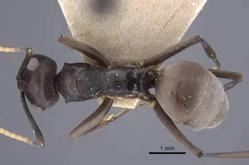 Polyrhachis flavoflagellata specimen CASENT0917198 image casent0917198_1