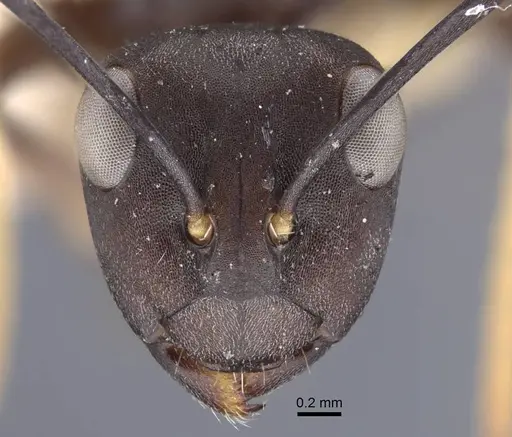 Polyrhachis flavoflagellata specimen CASENT0917198 image casent0917198_2