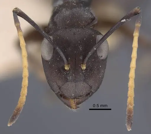 Polyrhachis flavoflagellata specimen CASENT0917198 image casent0917198_3