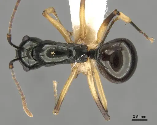 Polyrhachis follicula specimen CASENT0906773 image casent0906773_1