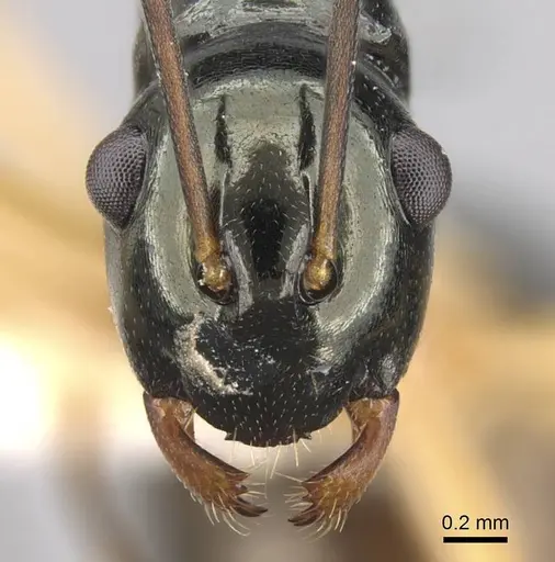 Polyrhachis follicula specimen CASENT0906773 image casent0906773_2