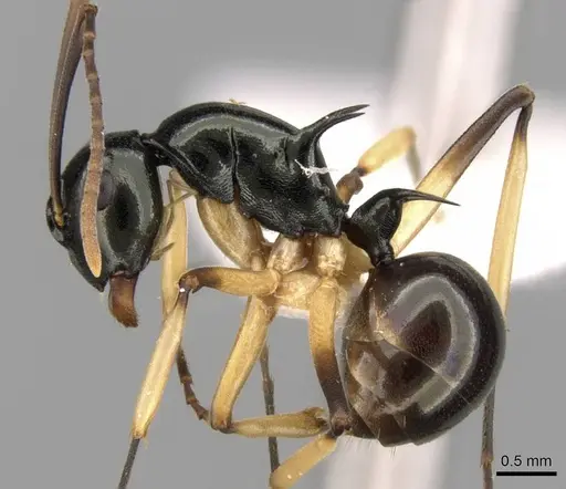 Polyrhachis follicula specimen CASENT0906773 image casent0906773_3