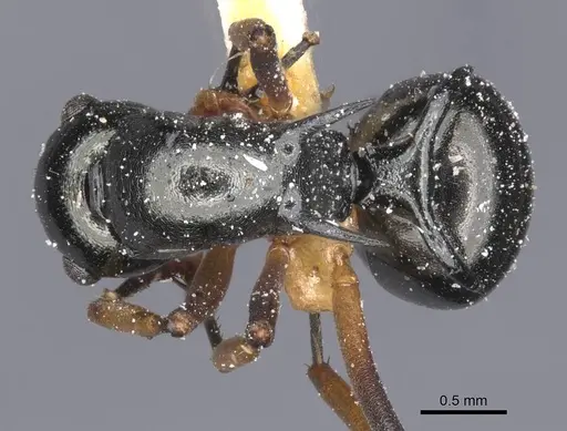 Polyrhachis follicula specimen CASENT0912145 image casent0912145_1