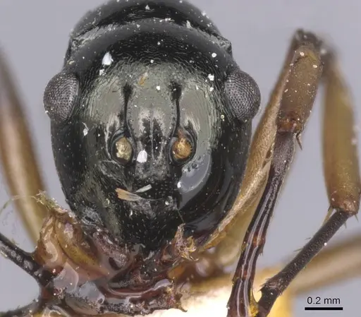 Polyrhachis follicula specimen CASENT0912145 image casent0912145_2