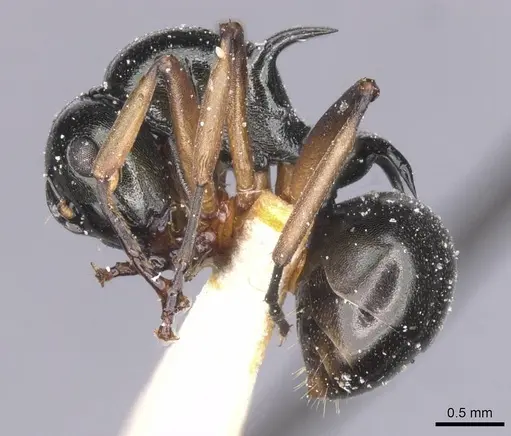 Polyrhachis follicula specimen CASENT0912145 image casent0912145_3