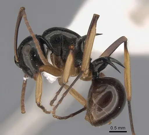 Polyrhachis follicula specimen CASENT0923492 image casent0923492_1