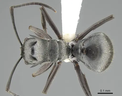 Polyrhachis foreli specimen CASENT0010633 image casent0010633_1