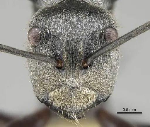 Polyrhachis foreli specimen CASENT0010633 image casent0010633_2