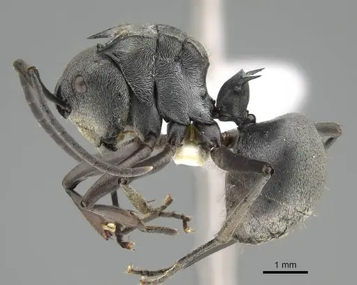 Polyrhachis foreli specimen CASENT0010633 image casent0010633_3