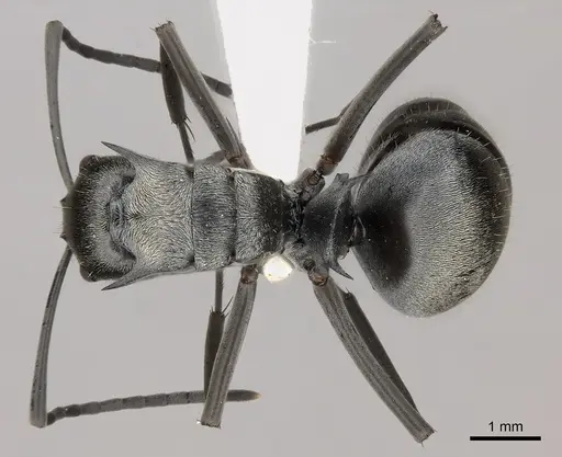 Polyrhachis foreli specimen CASENT0217430 image casent0217430_1