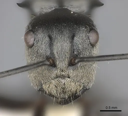 Polyrhachis foreli specimen CASENT0217430 image casent0217430_2