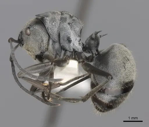 Polyrhachis foreli specimen CASENT0217430 image casent0217430_3