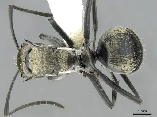 Polyrhachis foreli specimen CASENT0281394 image casent0281394_1