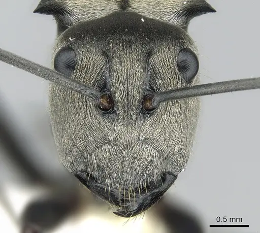 Polyrhachis foreli specimen CASENT0281394 image casent0281394_2