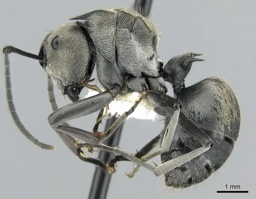 Polyrhachis foreli specimen CASENT0281394 image casent0281394_3