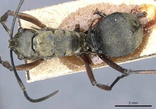 Polyrhachis foreli specimen CASENT0905611 image casent0905611_1