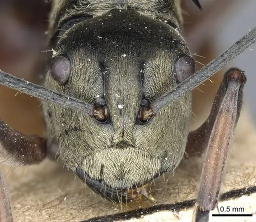 Polyrhachis foreli specimen CASENT0905611 image casent0905611_2