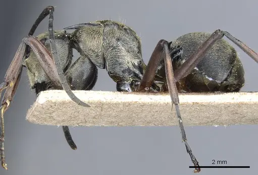 Polyrhachis foreli specimen CASENT0905611 image casent0905611_3