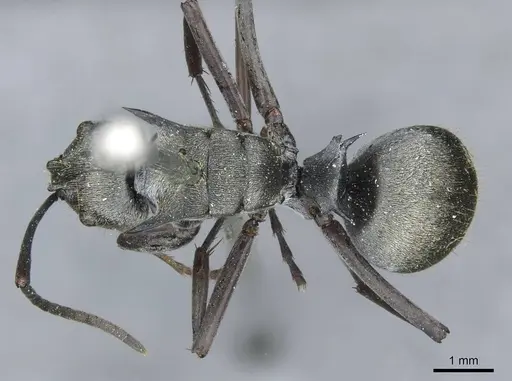 Polyrhachis foreli specimen CASENT0910923 image casent0910923_1