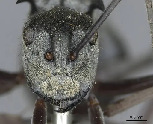 Polyrhachis foreli specimen CASENT0910923 image casent0910923_2