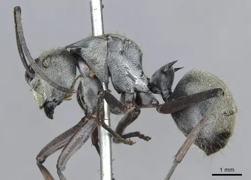 Polyrhachis foreli specimen CASENT0910923 image casent0910923_3