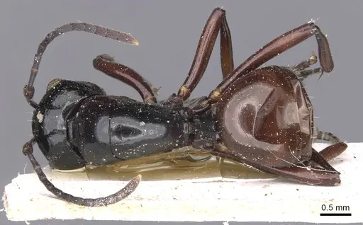 Polyrhachis fornicata specimen CASENT0905540 image casent0905540_1