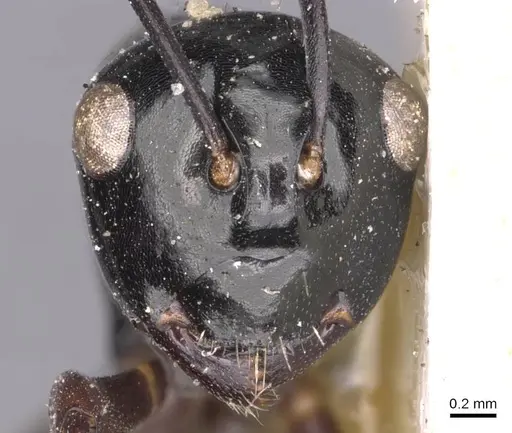 Polyrhachis fornicata specimen CASENT0905540 image casent0905540_2