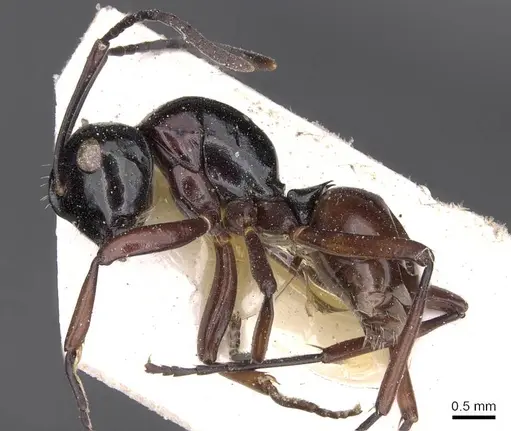 Polyrhachis fornicata specimen CASENT0905540 image casent0905540_3