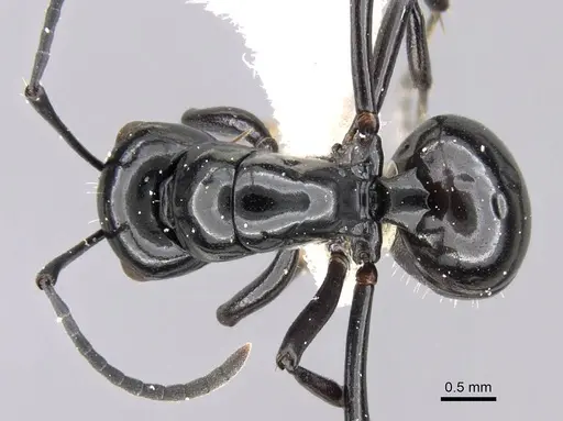 Polyrhachis fornicata specimen CASENT0906785 image casent0906785_1