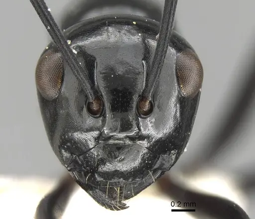 Polyrhachis fornicata specimen CASENT0906785 image casent0906785_2