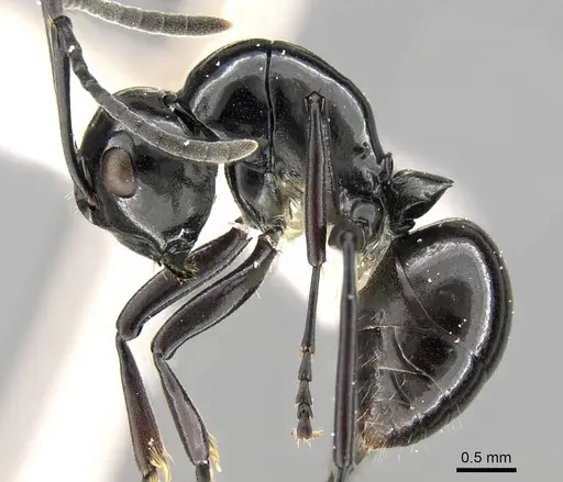 Polyrhachis fornicata specimen CASENT0906785 image casent0906785_3