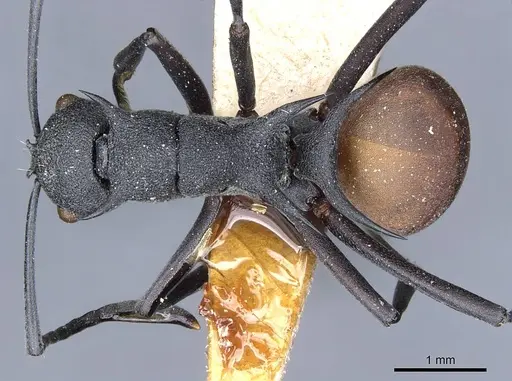 Polyrhachis fortis specimen CASENT0905601 image casent0905601_1