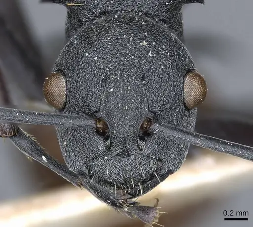 Polyrhachis fortis specimen CASENT0905601 image casent0905601_2