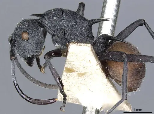 Polyrhachis fortis specimen CASENT0905601 image casent0905601_3