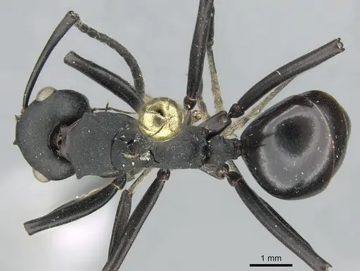 Polyrhachis frauenfeldi specimen CASENT0906583 image casent0906583_1