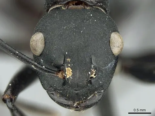Polyrhachis frauenfeldi specimen CASENT0906583 image casent0906583_2