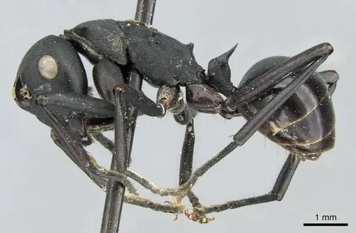 Polyrhachis frauenfeldi specimen CASENT0906583 image casent0906583_3